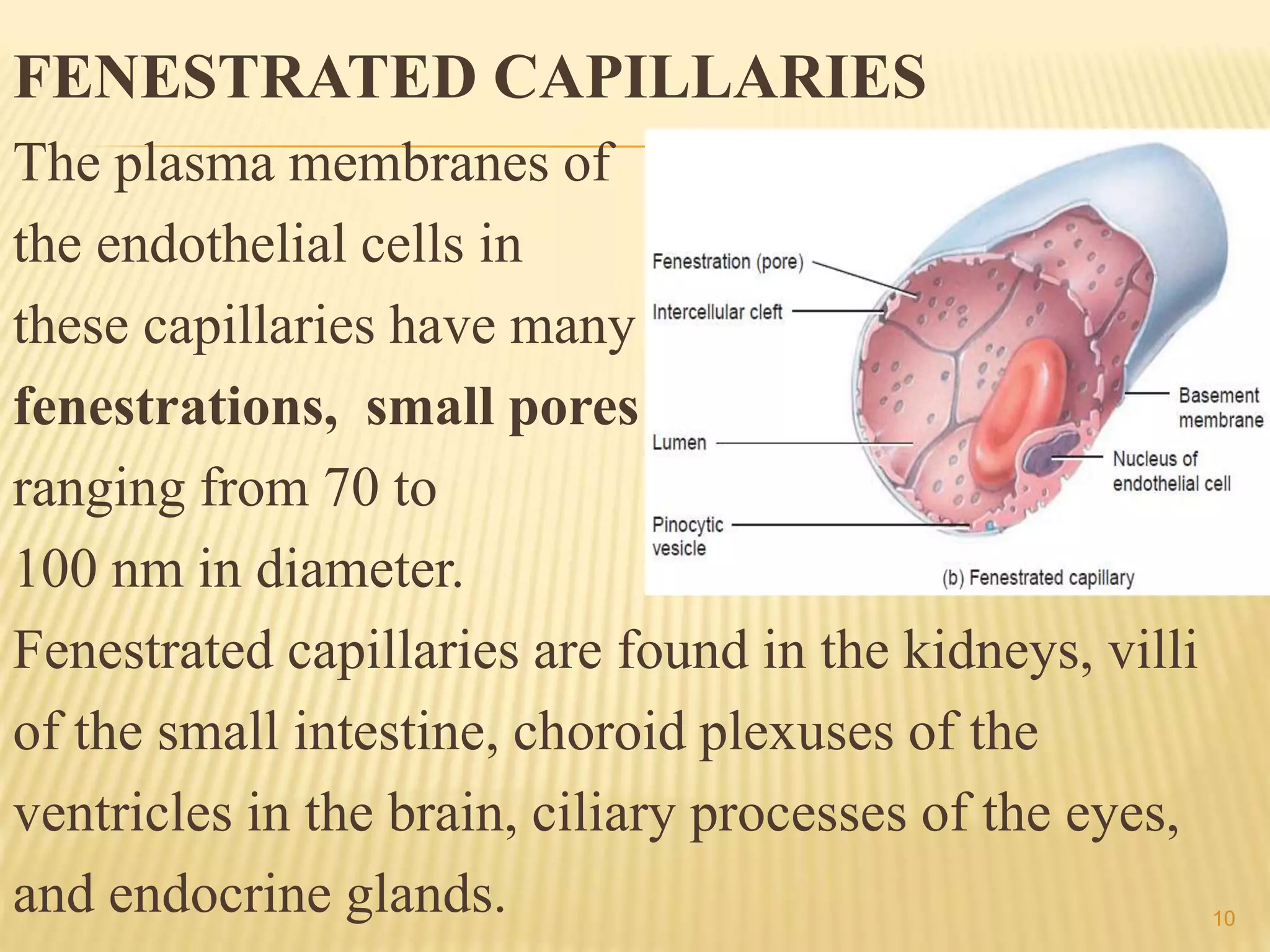FENESTRATED CAPILLARIES
The plasma membranes of
the endothelial cells in
these capillaries have many
fenestrations, small pores
ranging from 70 to
100 nm in diameter.
Fenestrated capillaries are found in the kidneys, villi
of the small intestine, choroid plexuses of the
ventricles in the brain, ciliary processes of the eyes,
and endocrine glands. 10
 