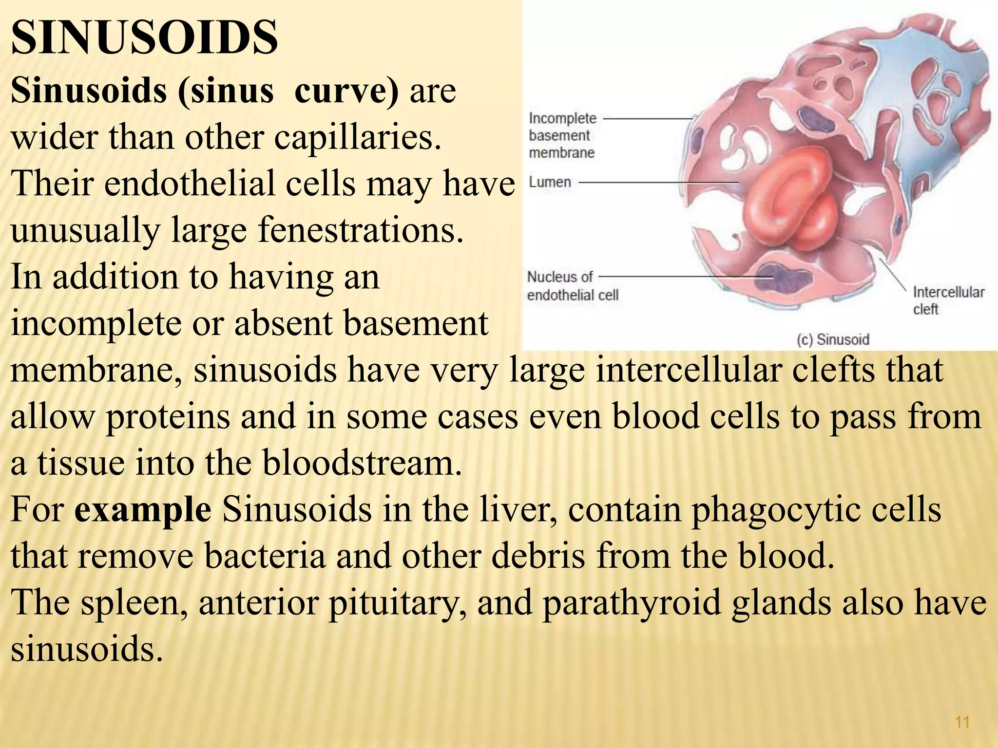 SINUSOIDS
Sinusoids (sinus curve) are
wider than other capillaries.
Their endothelial cells may have
unusually large fenestrations.
In addition to having an
incomplete or absent basement
membrane, sinusoids have very large intercellular clefts that
allow proteins and in some cases even blood cells to pass from
a tissue into the bloodstream.
For example Sinusoids in the liver, contain phagocytic cells
that remove bacteria and other debris from the blood.
The spleen, anterior pituitary, and parathyroid glands also have
sinusoids.
11
 