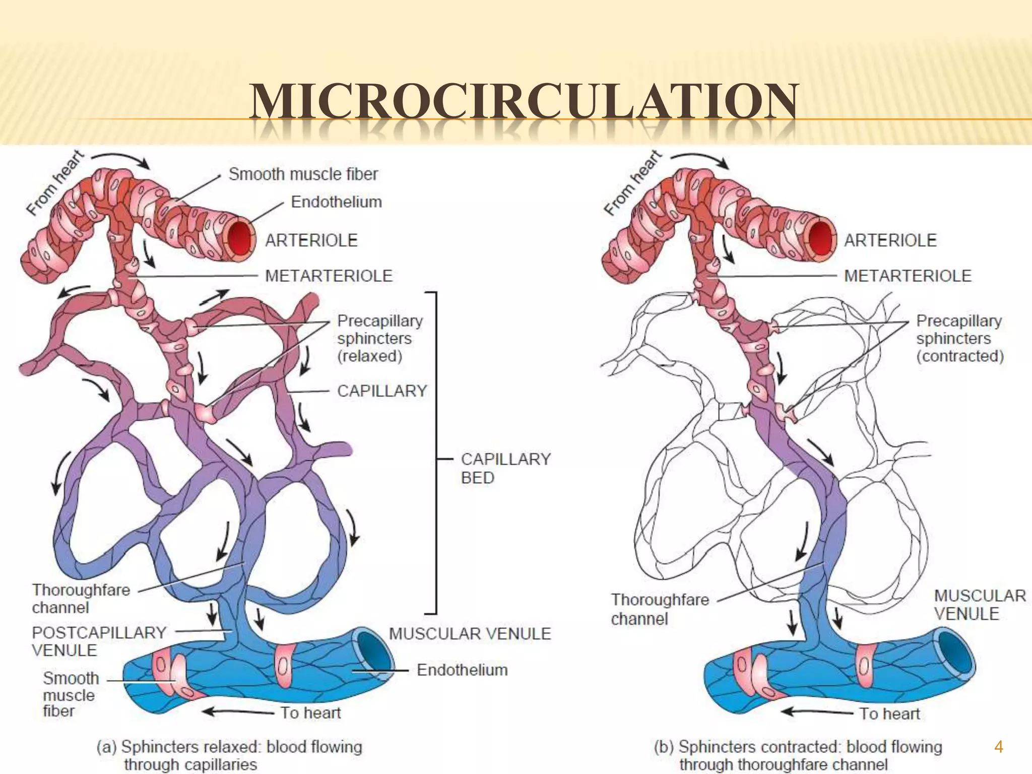 MICROCIRCULATION
4
 