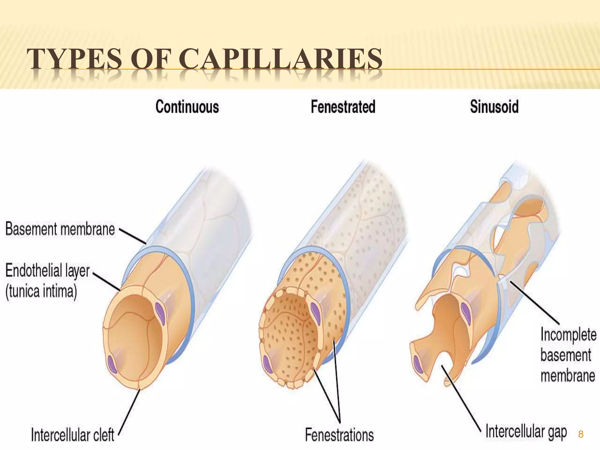TYPES OF CAPILLARIES
8
 