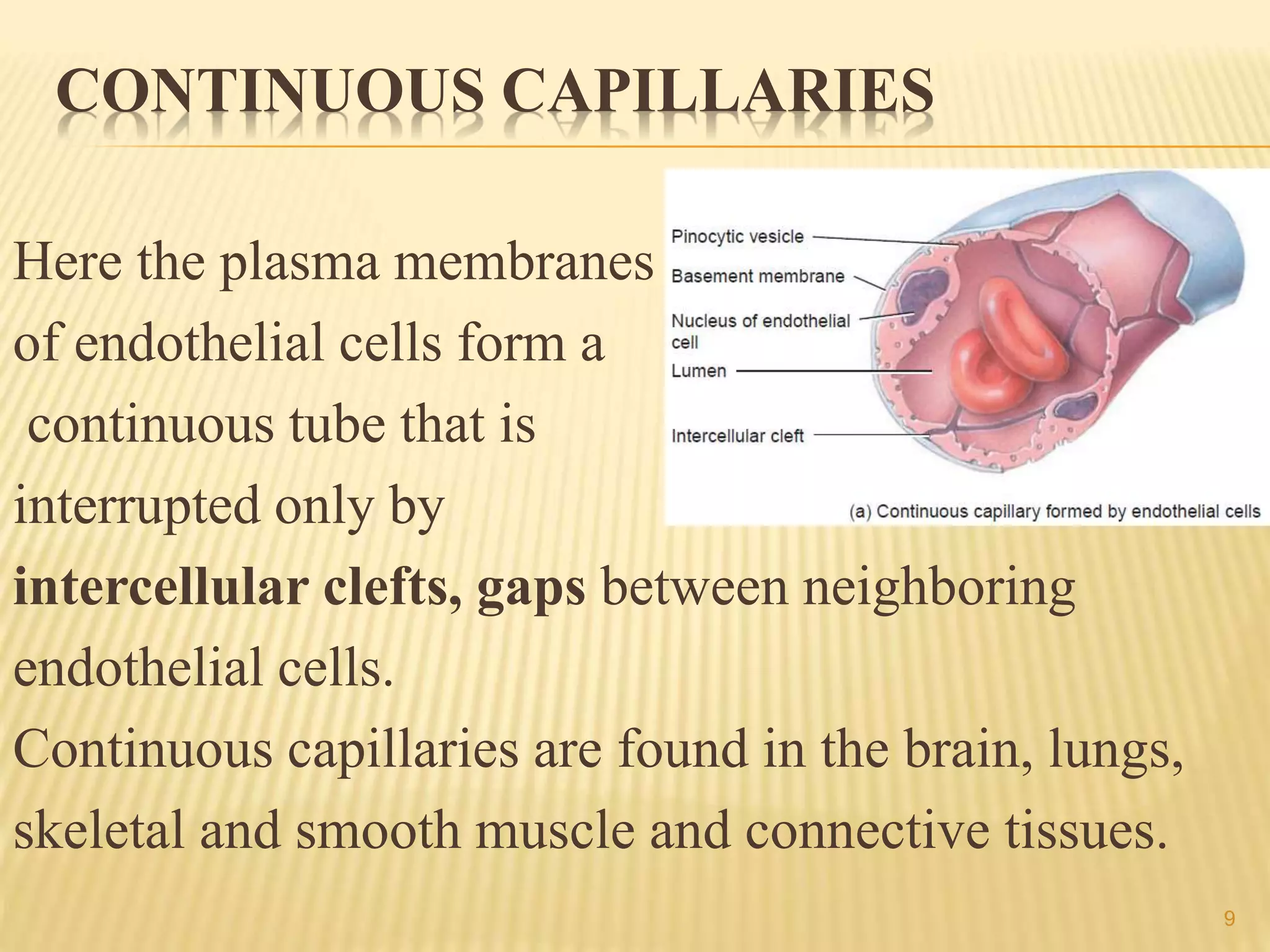 CONTINUOUS CAPILLARIES
Here the plasma membranes
of endothelial cells form a
continuous tube that is
interrupted only by
intercellular clefts, gaps between neighboring
endothelial cells.
Continuous capillaries are found in the brain, lungs,
skeletal and smooth muscle and connective tissues.
9
 