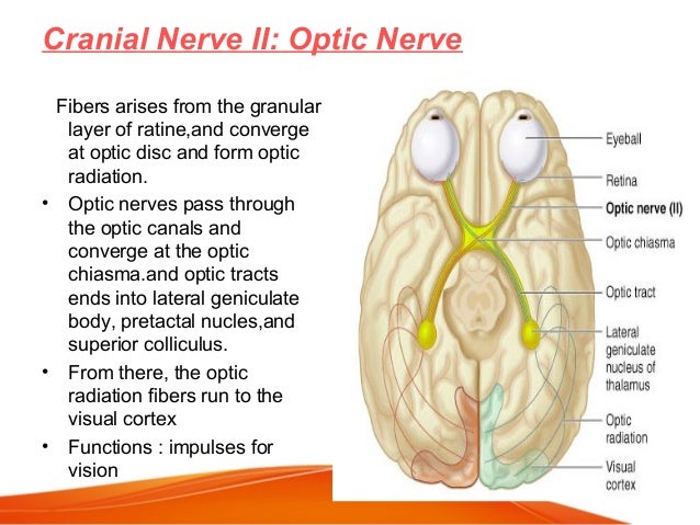 Rabia zulfiqar (Dental technologist)