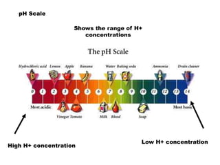 pH Scale

                    Shows the range of H+
                       concentrations




                                        Low H+ concentration
High H+ concentration
 