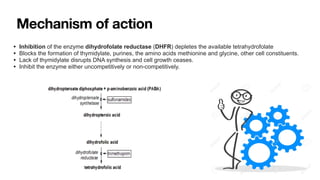 Mechanism of action
• Inhibition of the enzyme dihydrofolate reductase (DHFR) depletes the available tetrahydrofolate


• Blocks the formation of thymidylate, purines, the amino acids methionine and glycine, other cell constituents.


• Lack of thymidylate disrupts DNA synthesis and cell growth ceases.


• Inhibit the enzyme either uncompetitively or non-competitively.
 