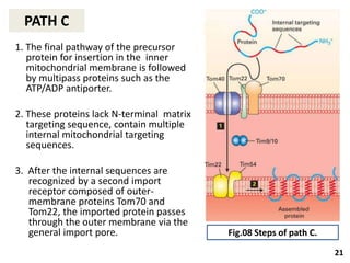 Non Specific Pathway PROTEIN SORTING THROUGH NON-SECRETORY PATHWAY | PPTX