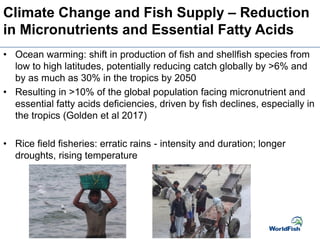 Climate Change and Fish Supply – Reduction
in Micronutrients and Essential Fatty Acids
• Ocean warming: shift in production of fish and shellfish species from
low to high latitudes, potentially reducing catch globally by >6% and
by as much as 30% in the tropics by 2050
• Resulting in >10% of the global population facing micronutrient and
essential fatty acids deficiencies, driven by fish declines, especially in
the tropics (Golden et al 2017)
• Rice field fisheries: erratic rains - intensity and duration; longer
droughts, rising temperature
 