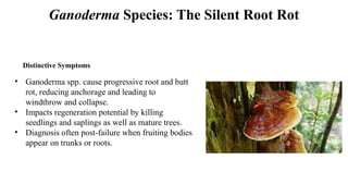 Comprehensive Analysis of Shal Forest Diseases in Bangladesh: Threats ...