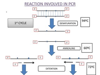 REACTION INVOLVED IN PCR
3’

5’

.
1st

5’

3’

CYCLE

DENATURATION
3’

94ºC

5’

5’

3’

60ºC

ANNEALING

5’

3’

3’

5’
...