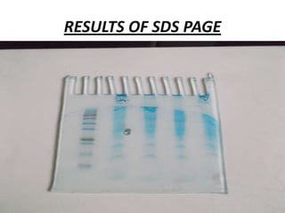 RESULTS OF SDS PAGE

 