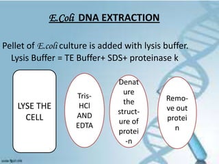 E.Coli DNA EXTRACTION
Pellet of E.coli culture is added with lysis buffer.
Lysis Buffer = TE Buffer+ SDS+ proteinase k

LY...
