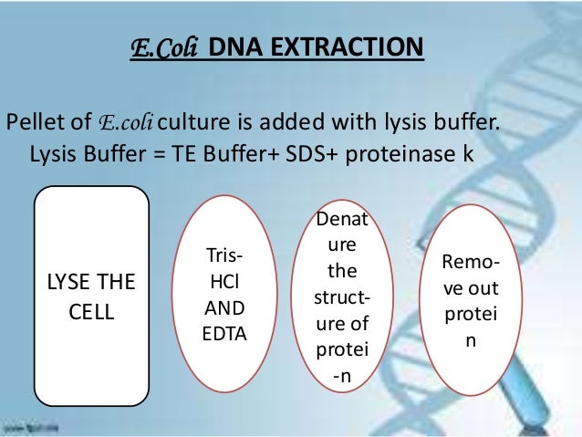 the dna extraction the dna extraction