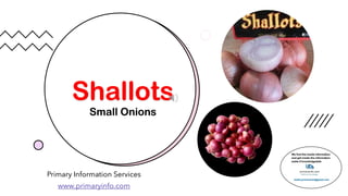 Shallots
Small Onions
Primary Information Services
www.primaryinfo.com
 