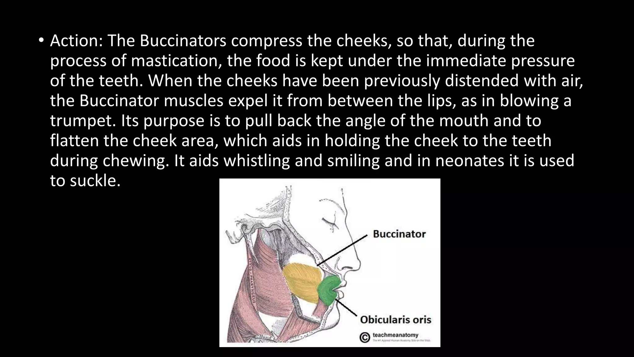 Muscles of Facial expressions | PPTX