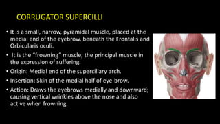 Muscles of Facial expressions | PPTX