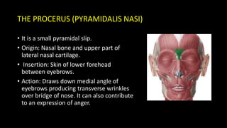 Propithecus Facial Expression Muscles of Facial expressions | PPTX