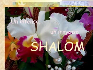 Un intenso, SHALOM un inmenso 
