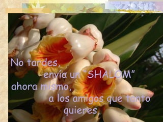 No tardes,  envía un “SHALOM”  ahora mismo,  a los amigos que tanto quieres, 