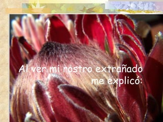 Al   ver mi rostro   extrañado  me explicó: 