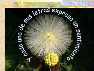 Y cada una de sus letras expresa un sentimiento 