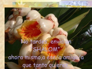 No tardes, envía un “SHALOM”  ahora mismo,a ese/a amigo/a que tanto quieres, 