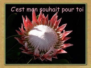 C’est mon souhait pour toi