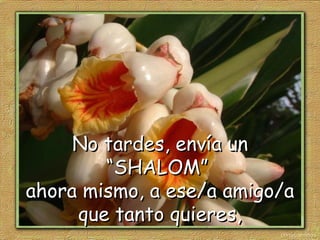 Shalom