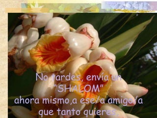 No tardes, envía un
        “SHALOM”
ahora mismo,a ese/a amigo/a
     que tanto quieres,
 
