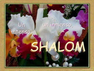 Un      un inmenso,
intenso,

       SHALOM
 