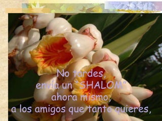 No tardes,
      envía un “SHALOM”
         ahora mismo,
a los amigos que tanto quieres,
 