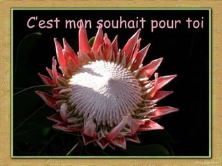 C’est mon souhait pour toi 