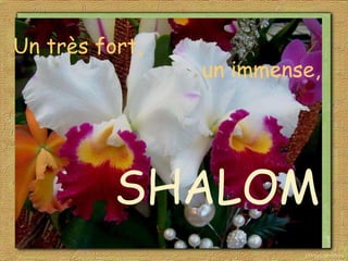 Un très fort, un immense, SHALOM 