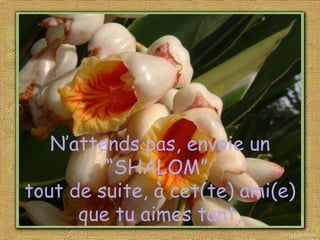 N’attends pas, envoie un “SHALOM”  tout de suite, à cet(te) ami(e) que tu aimes tant, 