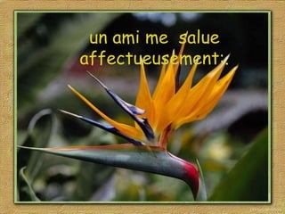 un ami me  salue affectueusement:. 