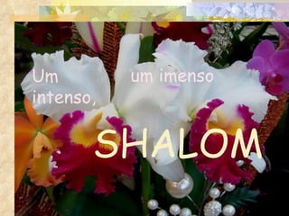 Um intenso, SHALOM um imenso 