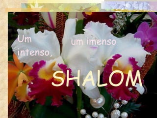 Um intenso, SHALOM um imenso 