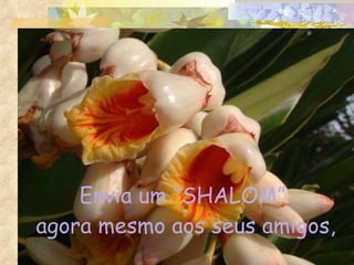 Envia um “SHALOM”  agora mesmo aos seus amigos, 