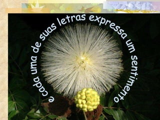 e cada uma de suas letras expressa um sentimento 