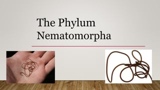 The Phylum
Nematomorpha
 