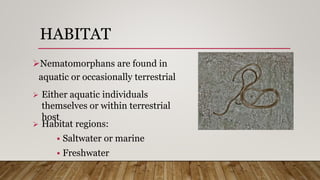 HABITAT
Nematomorphans are found in
aquatic or occasionally terrestrial
 Either aquatic individuals
themselves or within terrestrial
host
 Habitat regions:
 Saltwater or marine
 Freshwater
 