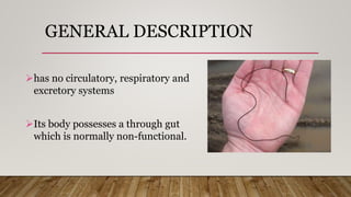 GENERAL DESCRIPTION
has no circulatory, respiratory and
excretory systems
Its body possesses a through gut
which is normally non-functional.
 
