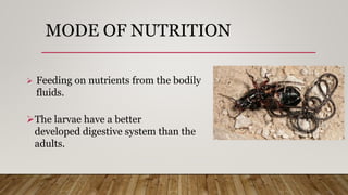 MODE OF NUTRITION
 Feeding on nutrients from the bodily
fluids.
The larvae have a better
developed digestive system than the
adults.
 