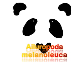 Ailuropoda melanoleuca 