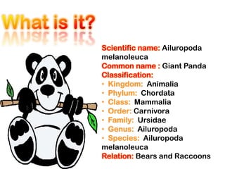 What is it?Scientific name:Ailuropoda melanoleucaCommon name :Giant PandaClassification: Kingdom:Animalia