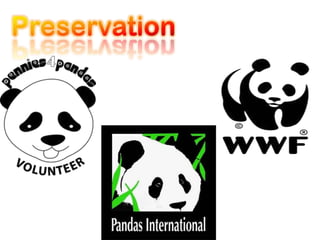 Species:AiluropodamelanoleucaRelation: Bears and Raccoons