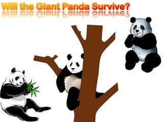 AdaptationsLong ToenailsSixth ToeThe Pandas Large HeadThe Pandas Fur