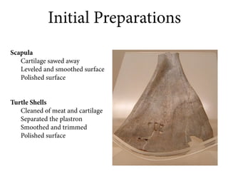 Initial Preparations
Scapula
   Cartilage sawed away
   Leveled and smoothed surface
   Polished surface


Turtle Shells
   Cleaned of meat and cartilage
   Separated the plastron
   Smoothed and trimmed
   Polished surface
 