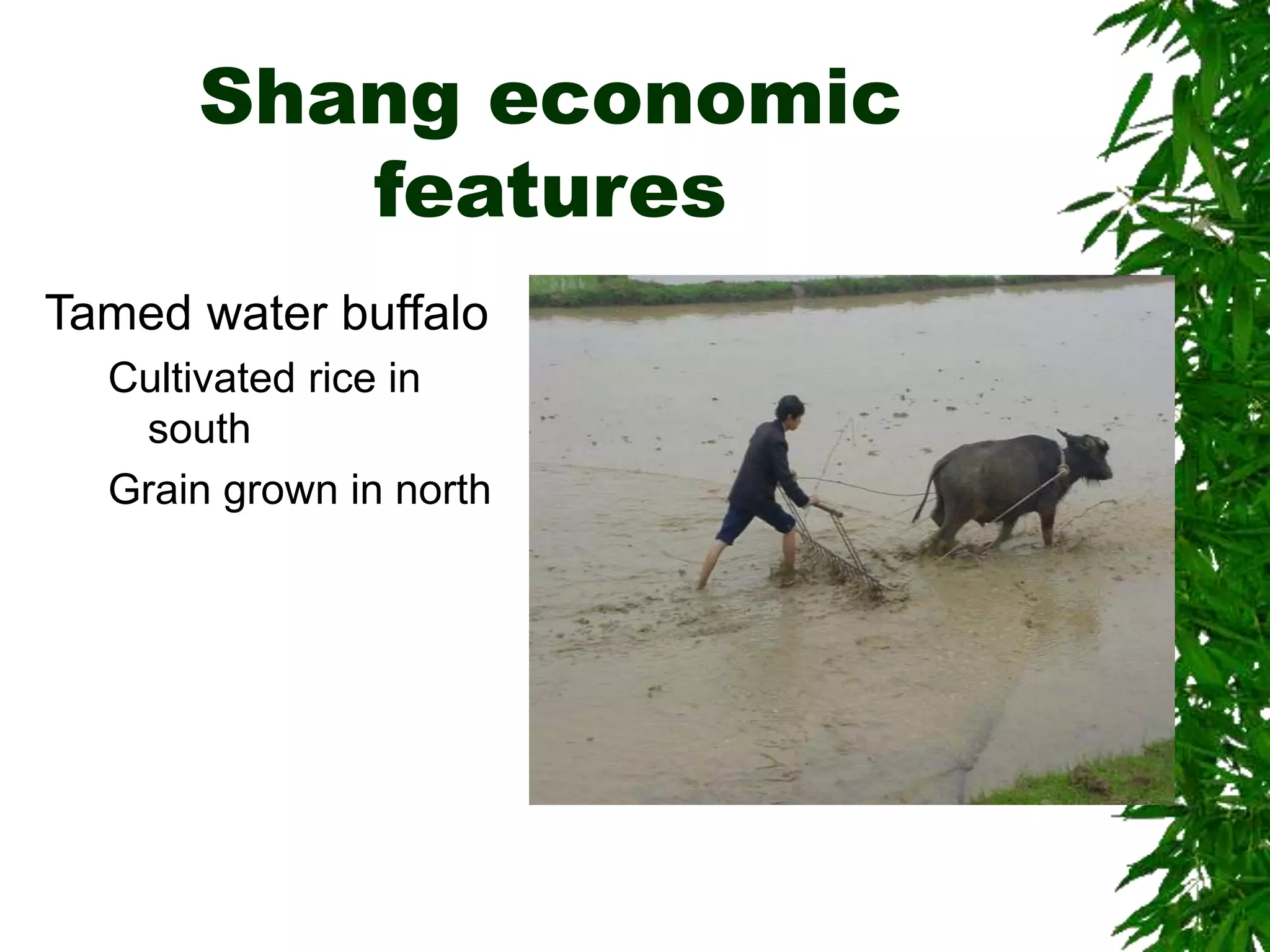 Shang economic
features
Tamed water buffalo
Cultivated rice in
south
Grain grown in north
 