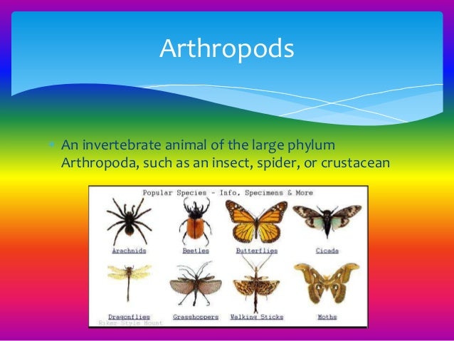 different types of animals types of animals
