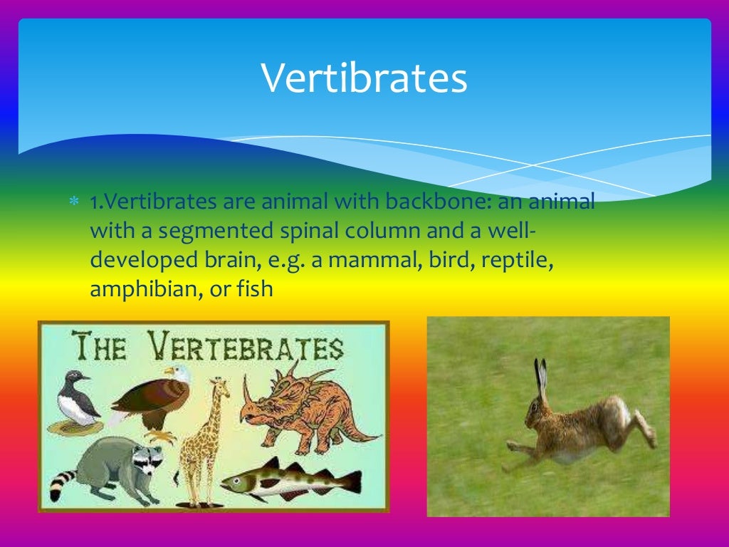 Different types of Animals