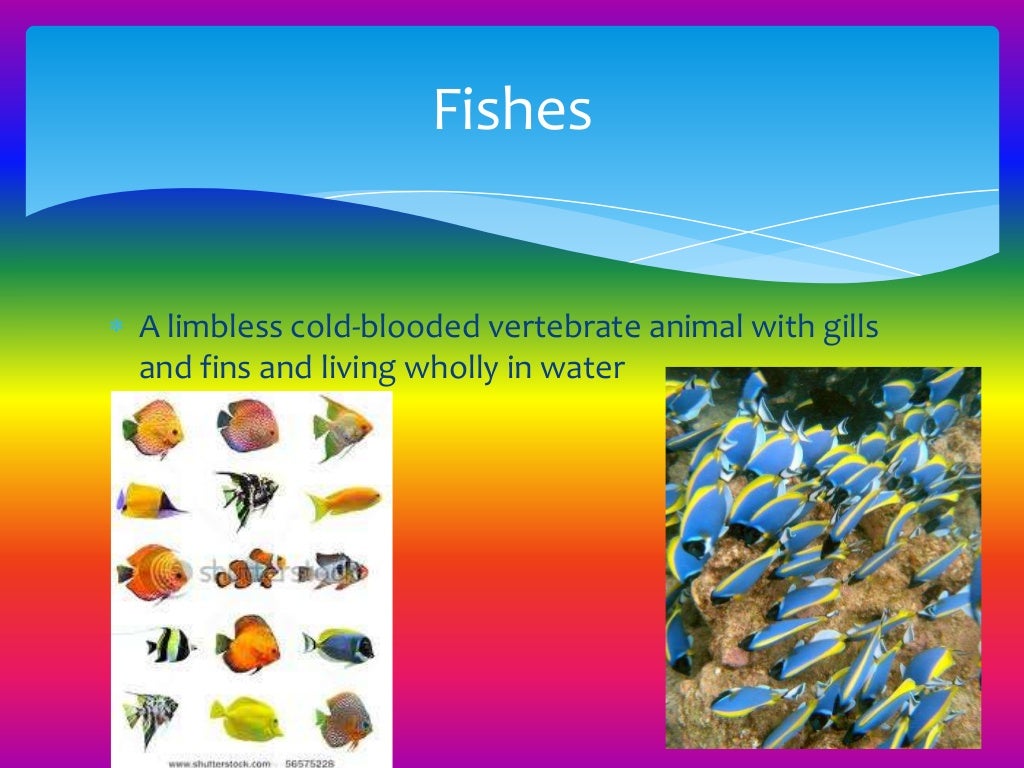 Different types of Animals